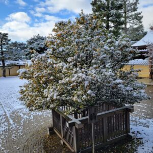１月❄️雪の大覚寺