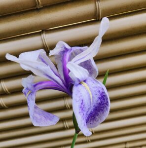 カキツバタに魅せられる