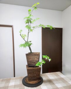 綠陰